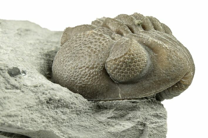 Wide, Enrolled Eldredgeops Trilobite - Ohio #270295